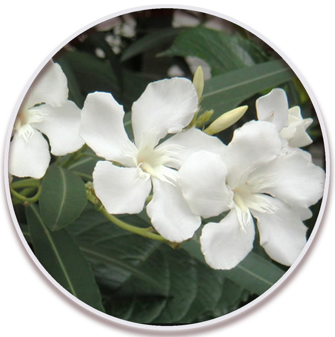 گل خرزهره ابلق (White-Oleander)
