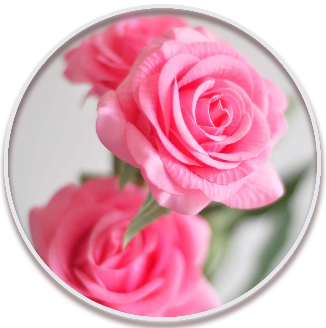 گل محمدی (Damask Rose)