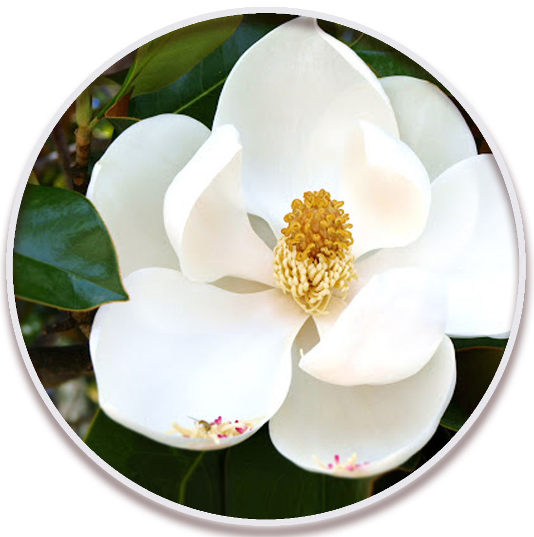 مگنولیا (Magnolia)در نهالستان میرنیا