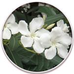 گل خرزهره ابلق (White-Oleander)