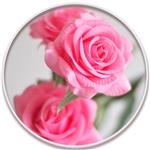 گل محمدی (Damask Rose)