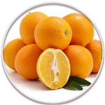 پرتقال شاموتی یا یافا (Shamouti or Jaffa Orange)